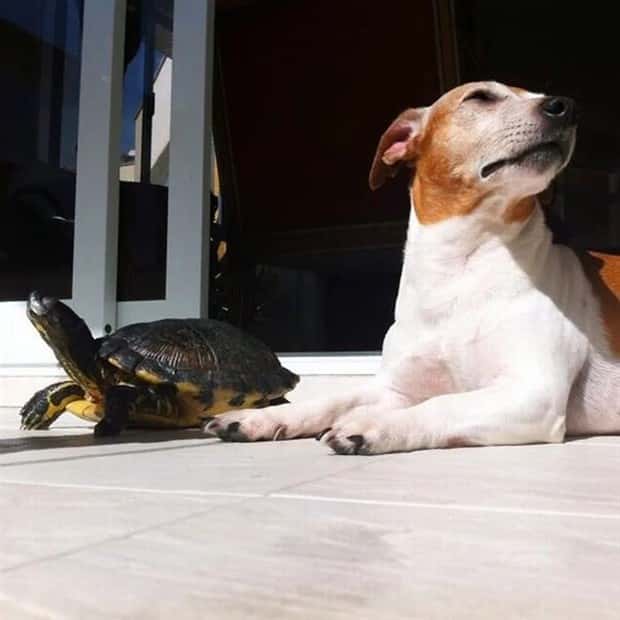 charming animals 9 21 Animals Blessed With Natural Charm (21 photos)