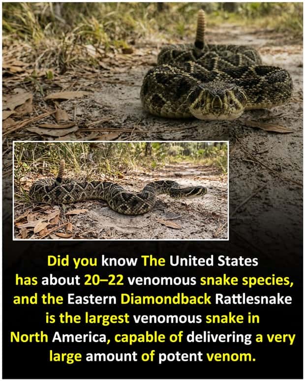 fun facts 10 1 Cool and Interesting Facts #486 (23 photos)