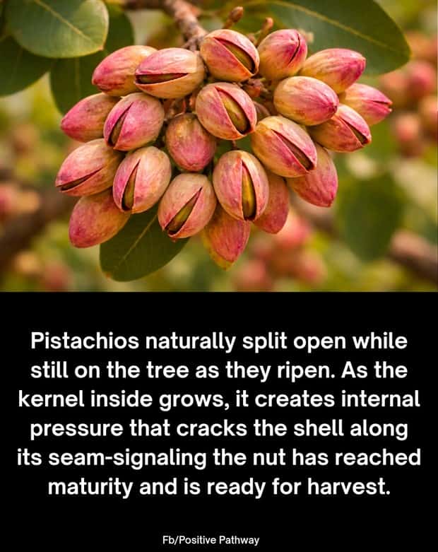 Cool and Interesting Facts #484 (20 photos)