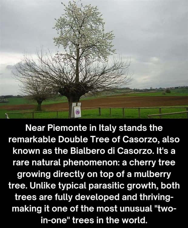 Cool and Interesting Facts #484 (20 photos)