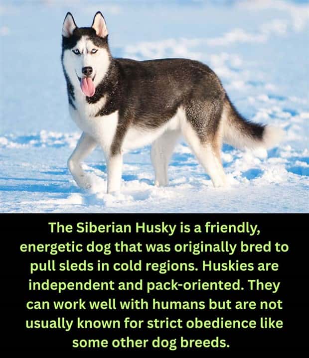 fun facts 7 1 Cool and Interesting Facts #486 (23 photos)