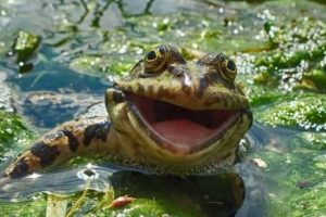 Get Ready for Funny Animals #441 (22 photos)