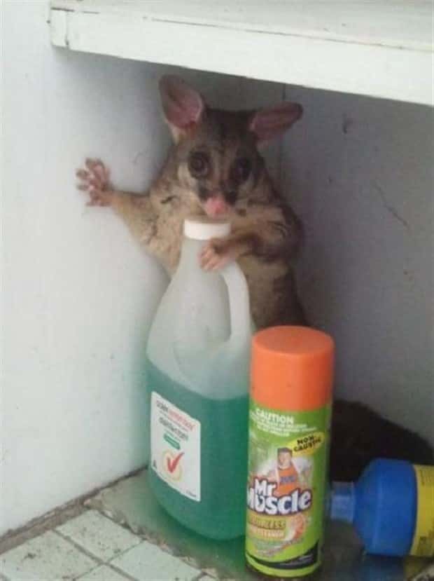 Get Ready for Funny Animals #441 (22 photos)