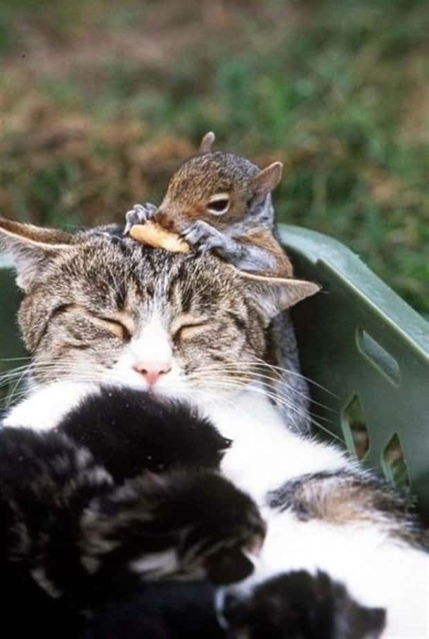 Get Ready for Funny Animals #442 (21 photos)