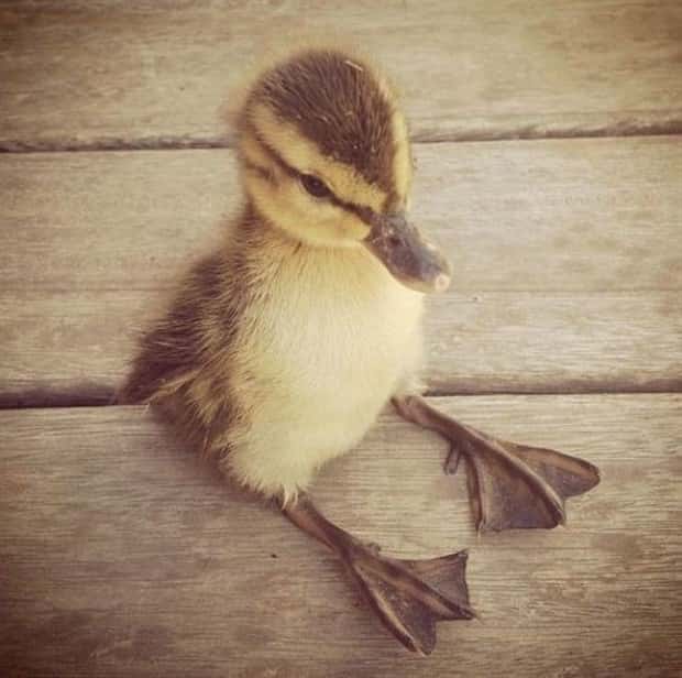 Get Ready for Funny Animals #443 (23 photos)