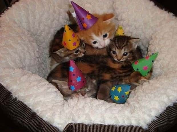 Get Ready for Funny Animals #442 (21 photos)