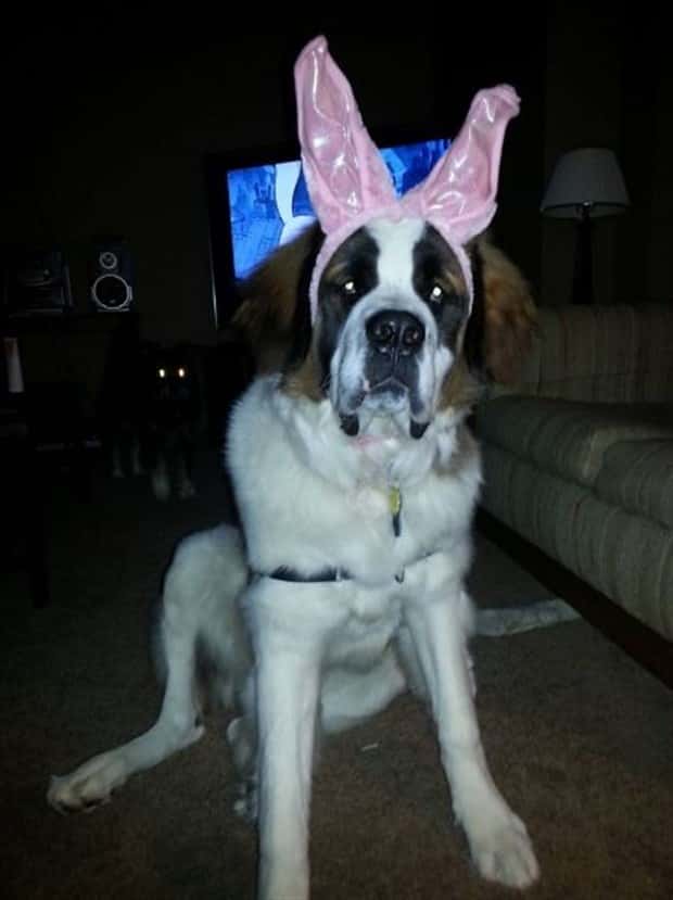 Get Ready for Funny Animals #443 (23 photos)