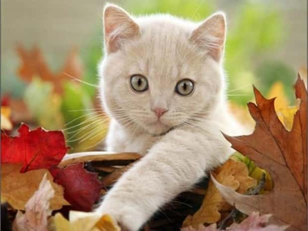 Get Ready for Funny Animals #441 (22 photos)