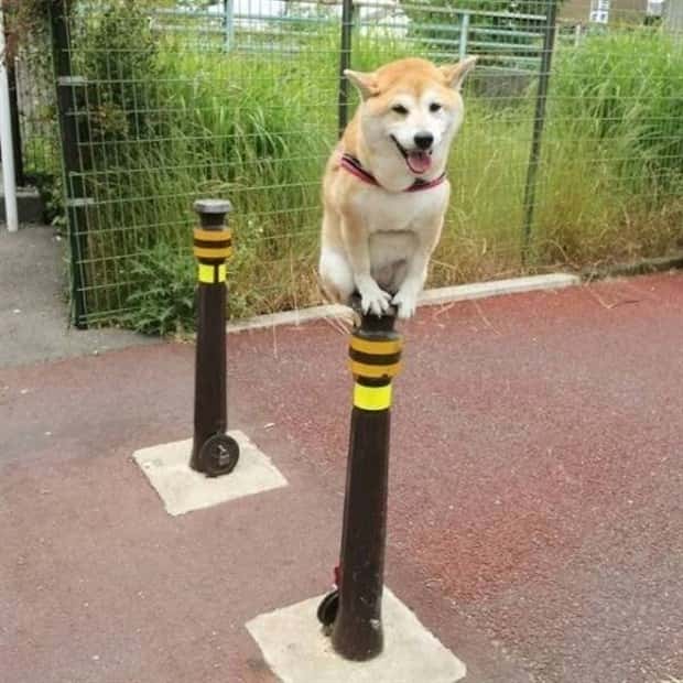 Get Ready for Funny Animals #442 (21 photos)