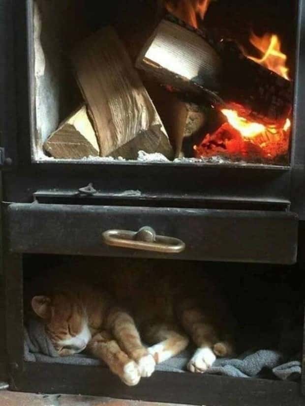 Get Ready for Funny Animals #443 (23 photos)