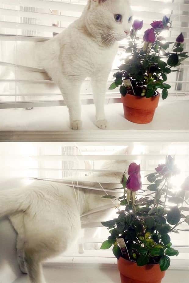 Get Ready for Funny Animals #443 (23 photos)