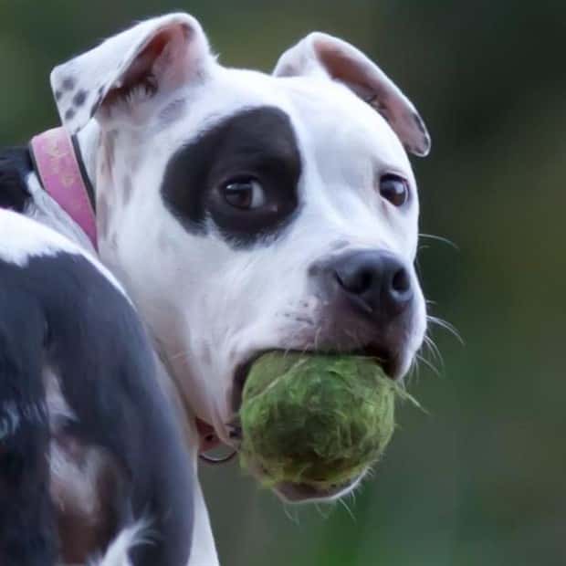Get Ready for Funny Animals #441 (22 photos)