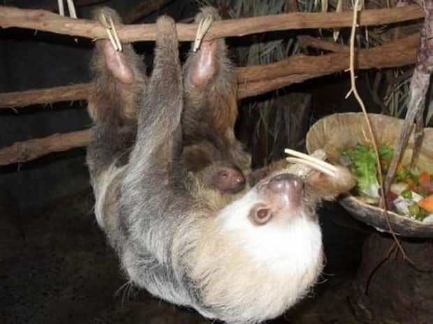 Get Ready for Funny Animals #442 (21 photos)