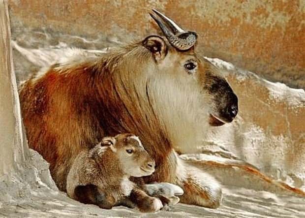 Get Ready for Funny Animals #443 (23 photos)