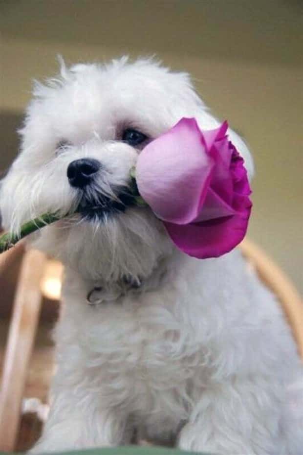 Get Ready for Funny Animals #441 (22 photos)