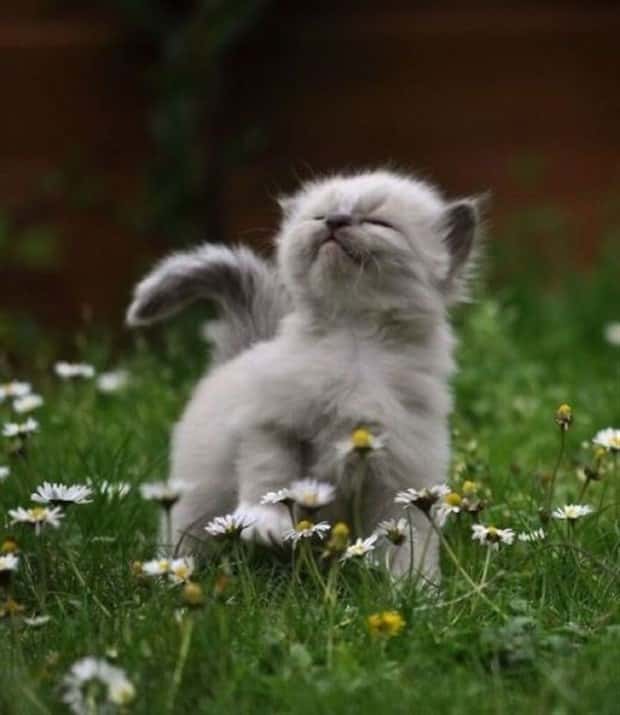Get Ready for Funny Animals #441 (22 photos)