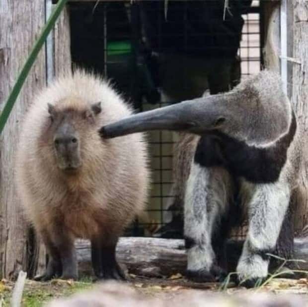 Get Ready for Funny Animals #443 (23 photos)
