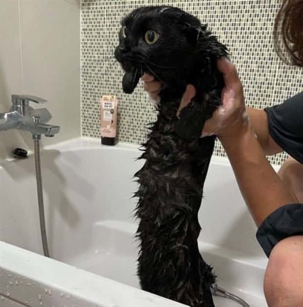 Get Ready for Funny Animals #441 (22 photos)
