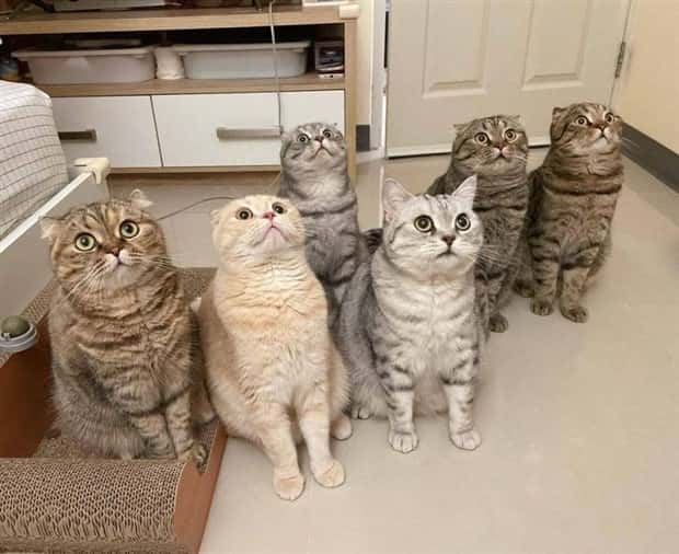 Get Ready for Funny Animals #442 (21 photos)