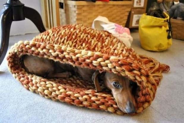 Get Ready for Funny Animals #442 (21 photos)