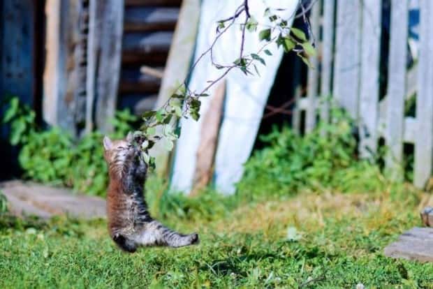 Get Ready for Funny Animals #443 (23 photos)