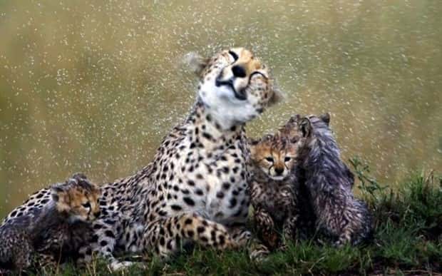 Get Ready for Funny Animals #441 (22 photos)