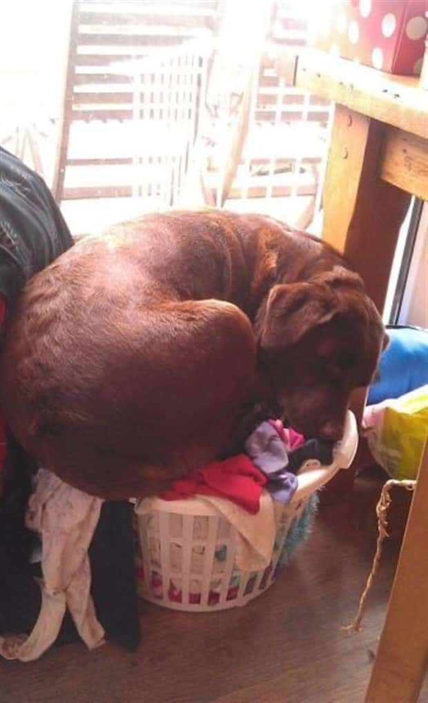 Get Ready for Funny Animals #441 (22 photos)