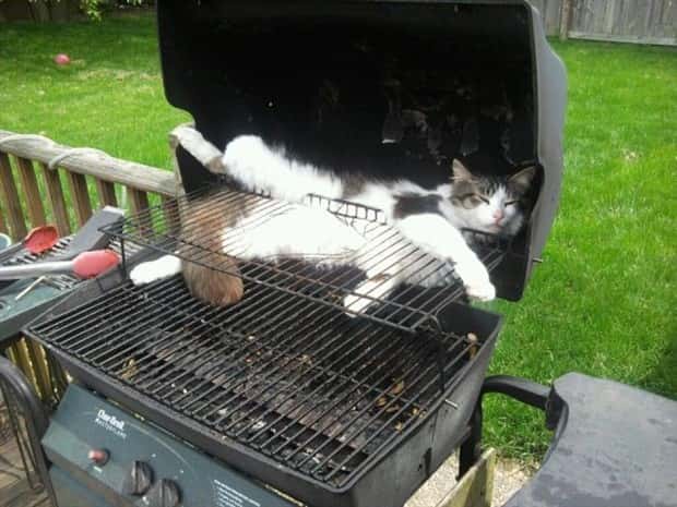 Get Ready for Funny Animals #441 (22 photos)