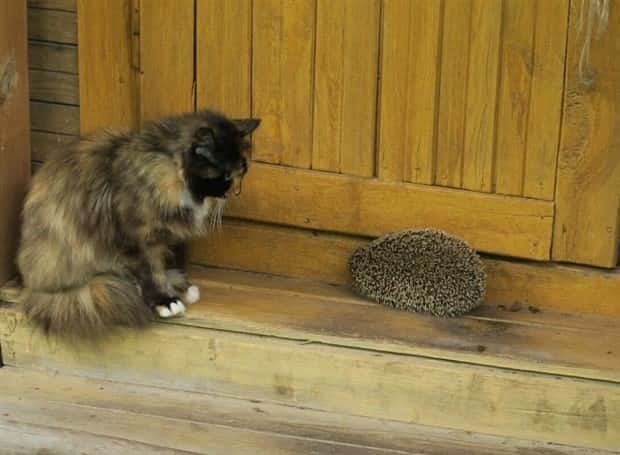 Get Ready for Funny Animals #441 (22 photos)
