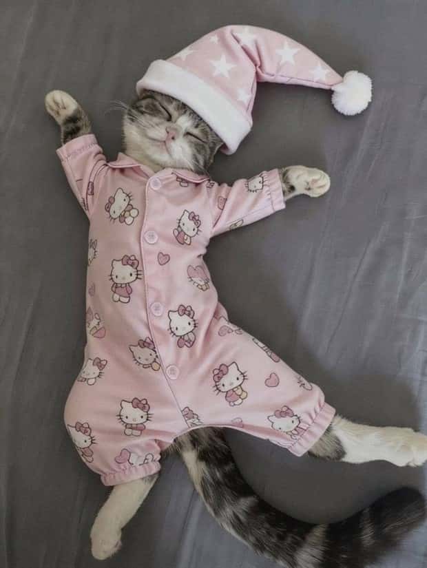 Get Ready for Funny Animals #442 (21 photos)