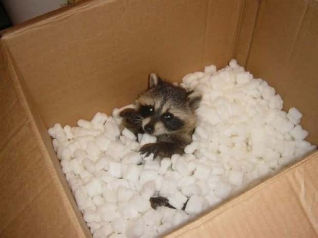 Get Ready for Funny Animals #443 (23 photos)