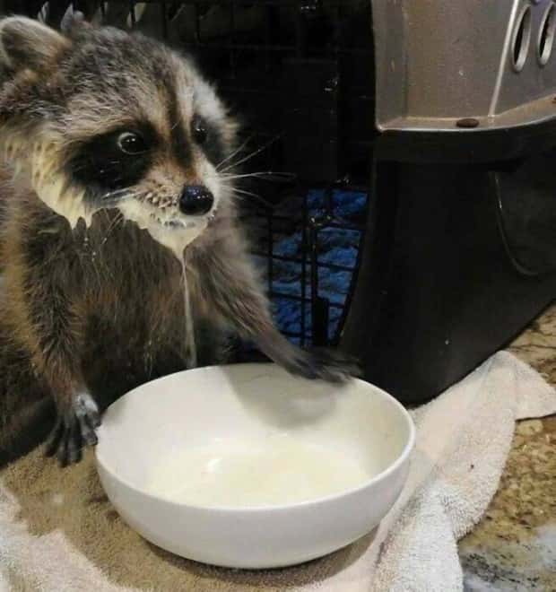 Get Ready for Funny Animals #441 (22 photos)