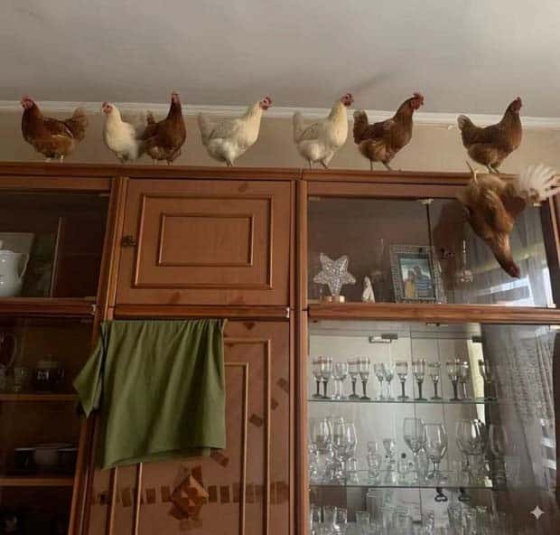 Get Ready for Funny Animals #441 (22 photos)