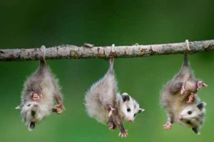 Get Ready for Funny Animals #442 (21 photos)