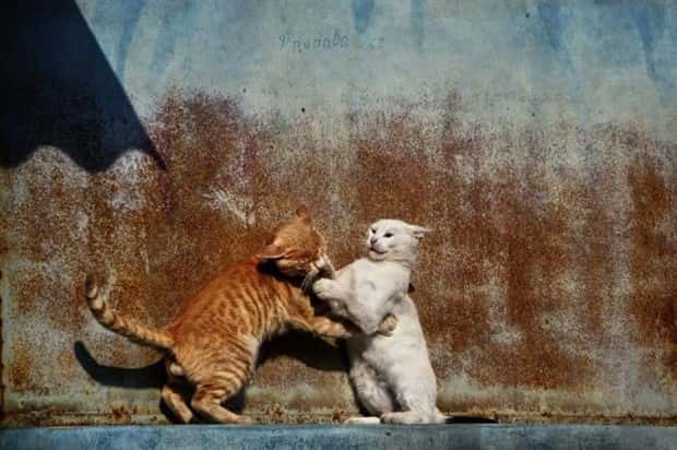 Get Ready for Funny Animals #443 (23 photos)