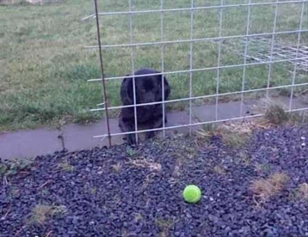 Get Ready for Funny Animals #441 (22 photos)