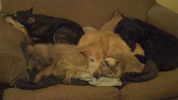 Get Ready for Funny Animals #443 (23 photos)