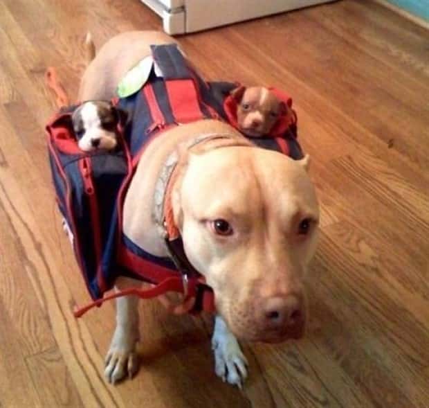 Get Ready for Funny Animals #441 (22 photos)