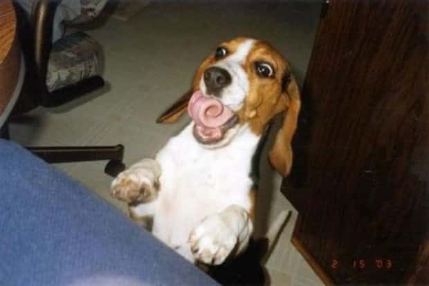 Get Ready for Funny Animals #442 (21 photos)