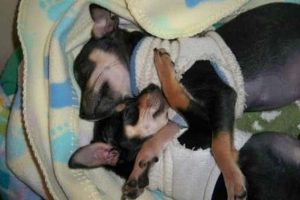 Get Ready for Funny Animals #443 (23 photos)