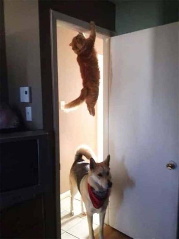 Get Ready for Funny Animals #441 (22 photos)