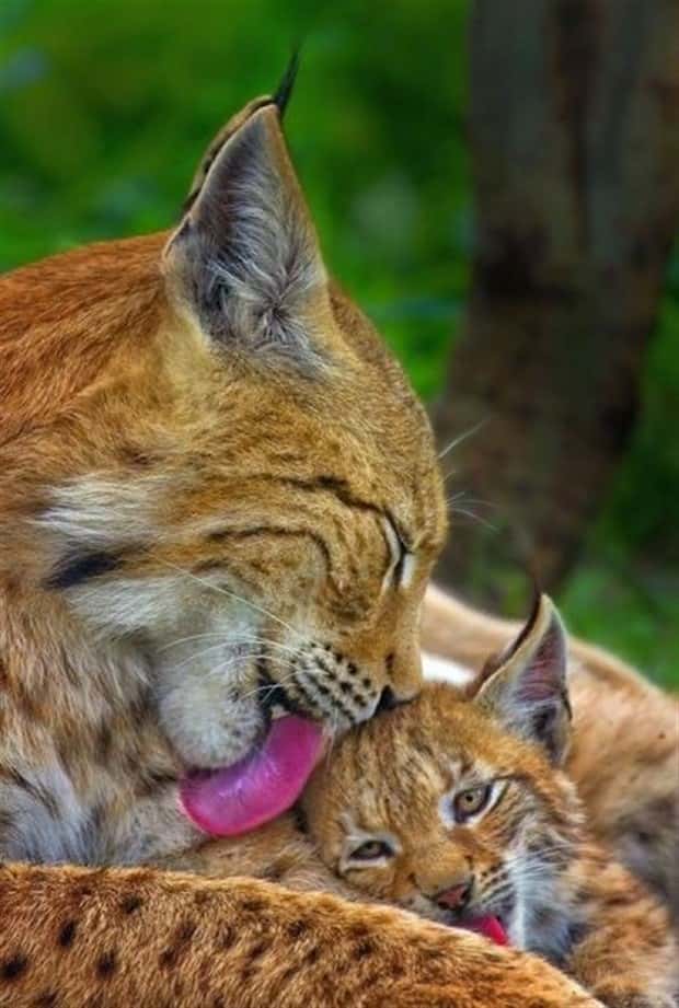 Get Ready for Funny Animals #443 (23 photos)