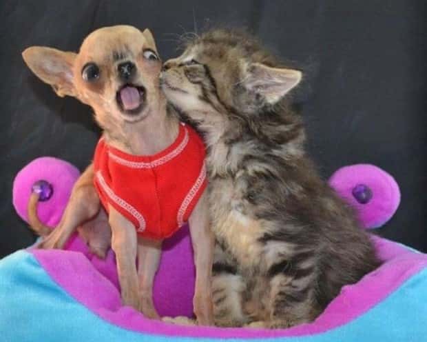 Get Ready for Funny Animals #441 (22 photos)