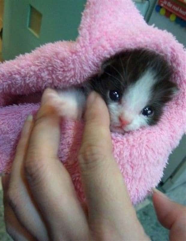Get Ready for Funny Animals #442 (21 photos)