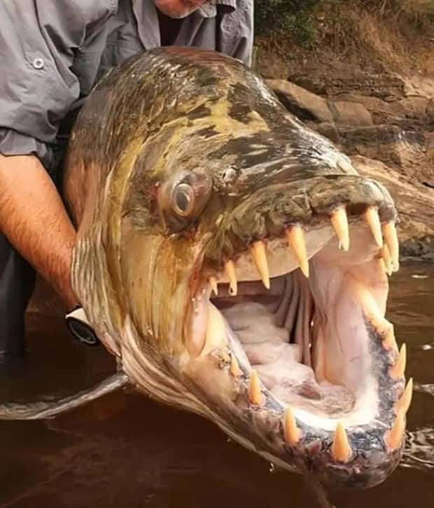 Animals So Huge They Look Unreal (26 photos)