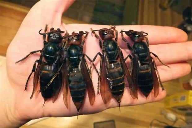 Animals So Huge They Look Unreal (26 photos)