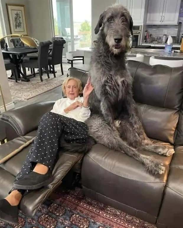 Animals So Huge They Look Unreal (26 photos)