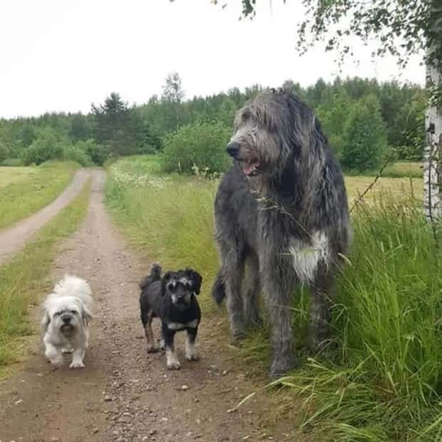 Animals So Huge They Look Unreal (26 photos)