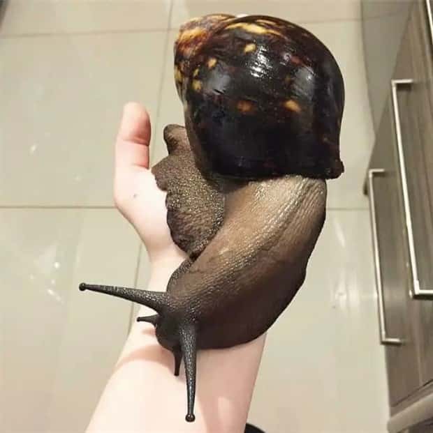 Animals So Huge They Look Unreal (26 photos)