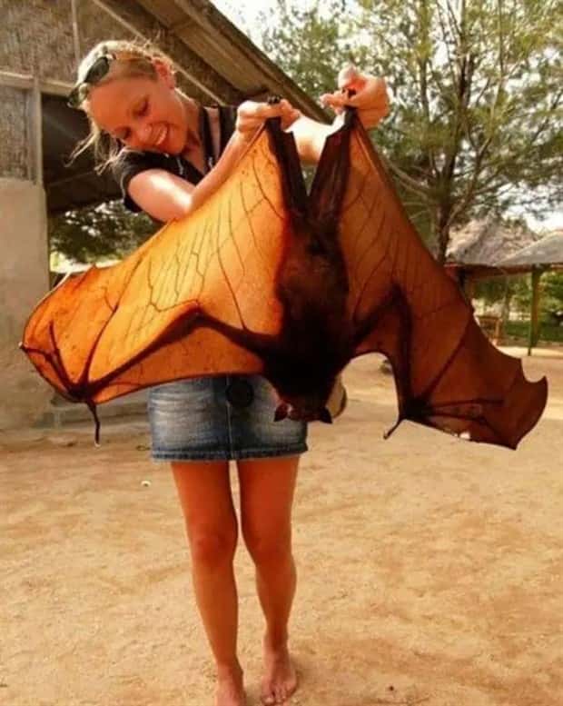 Animals So Huge They Look Unreal (26 photos)
